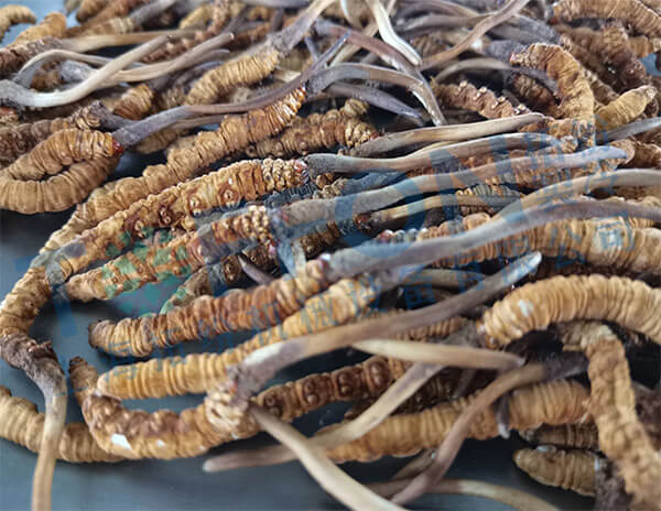 蟲草凍干：中試中藥材真空冷凍干燥機及冬蟲夏草凍干技術(shù)